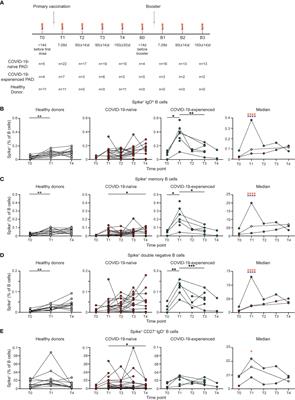 SARS-CoV-2 booster vaccination rescues attenuated IgG1 memory B cell response in primary antibody deficiency patients